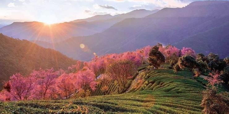 新文旅丨来腾冲赴一场与春天的约会