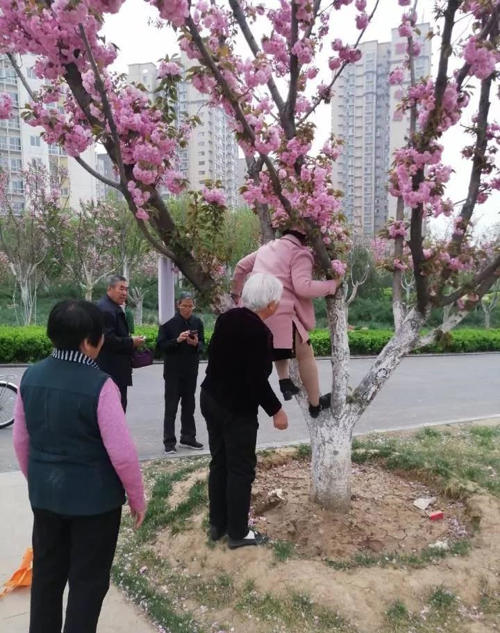 大妈上树图片大全图片