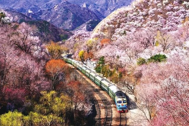 八达岭桃花火车图片