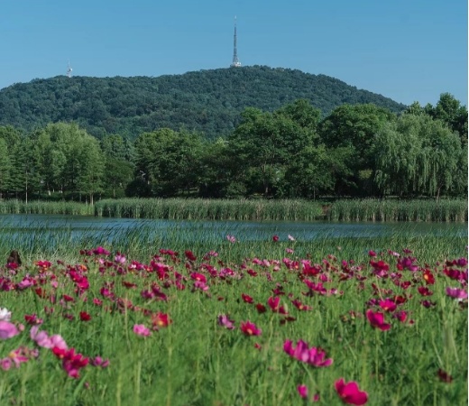 招商春和景明实景图