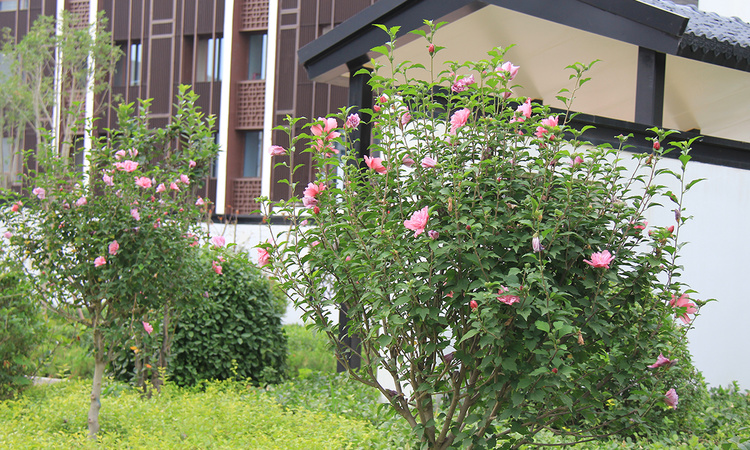 昊和沁园八期实景图