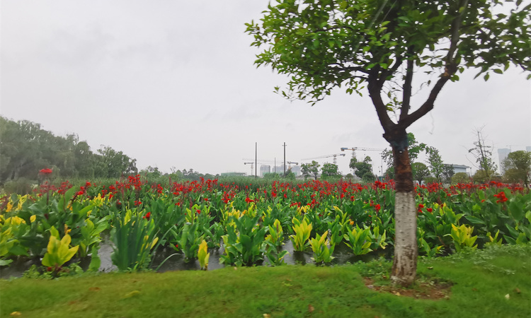 城发恒伟·洋湖映2009周边配套图