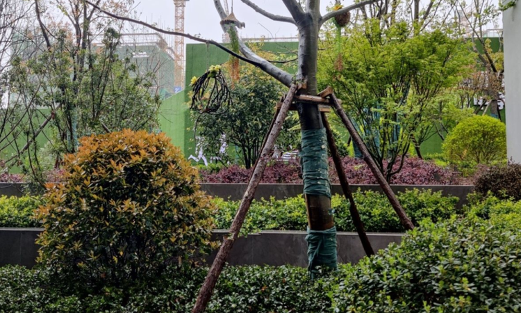 福天滨江院子实景图