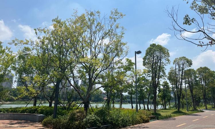 香港置地光明地产印湖云著实景图