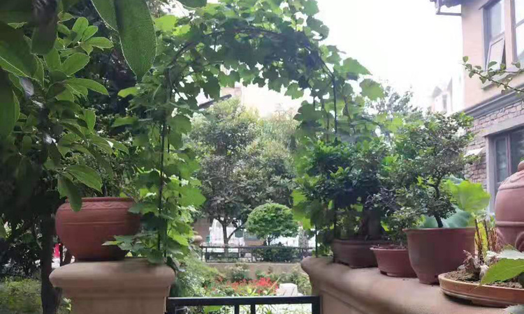 鑫磊森林湖施工进度图