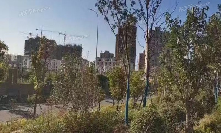 荷塘月色实景图