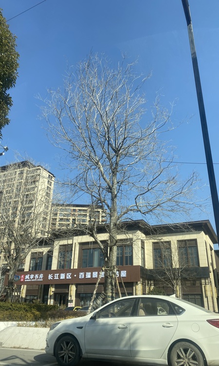 百瑞景滨江生活区施工进度图