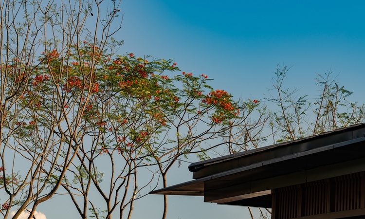 绿地·拾野川实景图