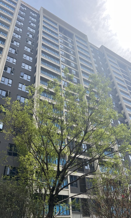 大华公园城市施工进度图