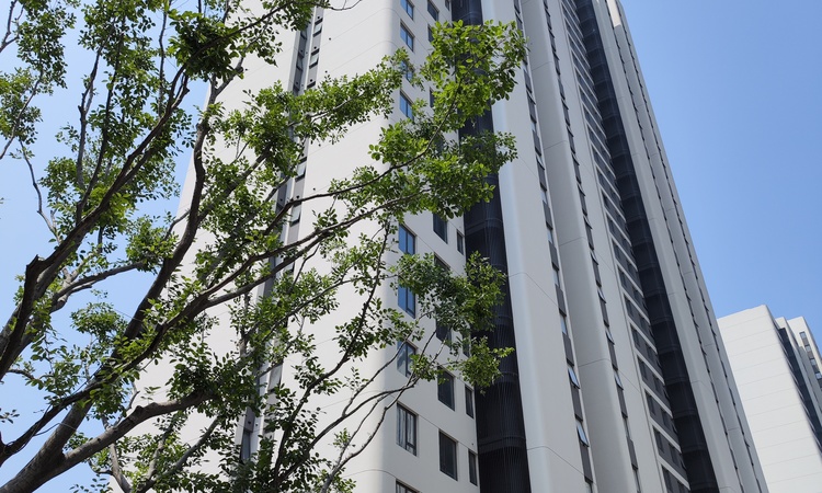 金桥西棠施工进度图