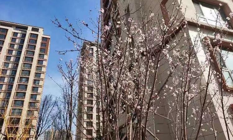 新水湾龙园实景图