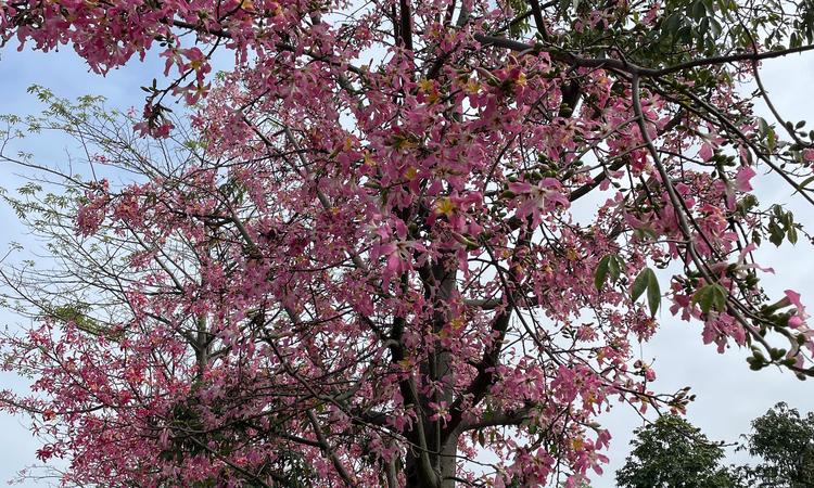 信城缙华府周边配套图