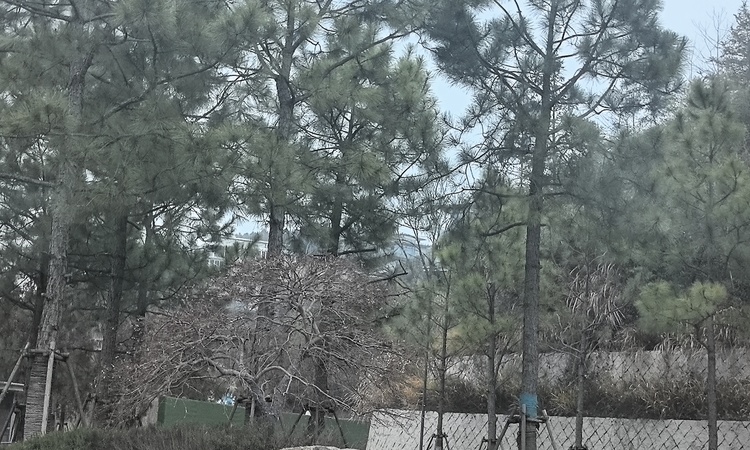 保亿观雲昆月城施工进度图