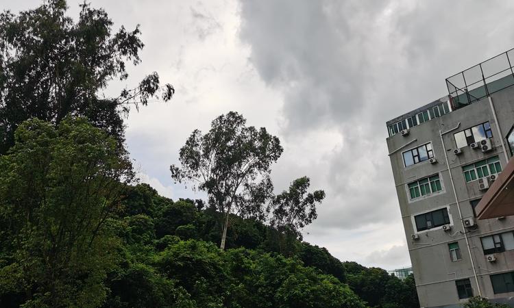 鼎胜金域阳光实景图