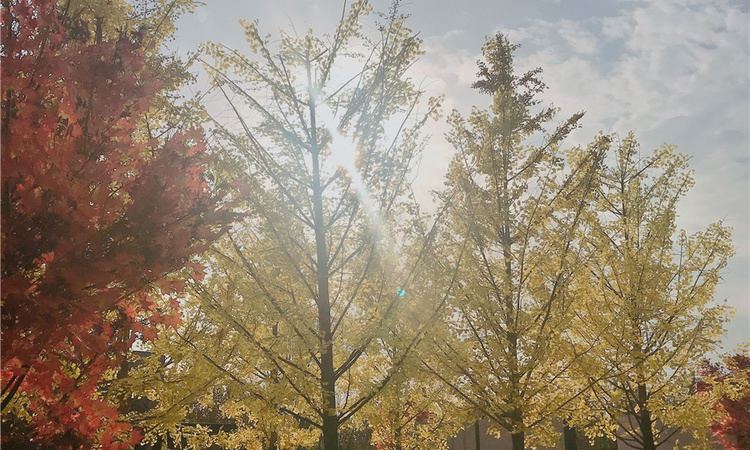 天安象屿智慧城丨雅境实景图
