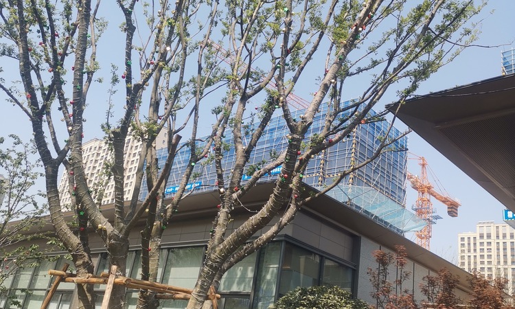 NO.2024G34施工进度图