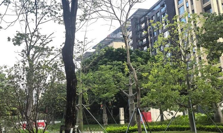 深铁前海时代实景图