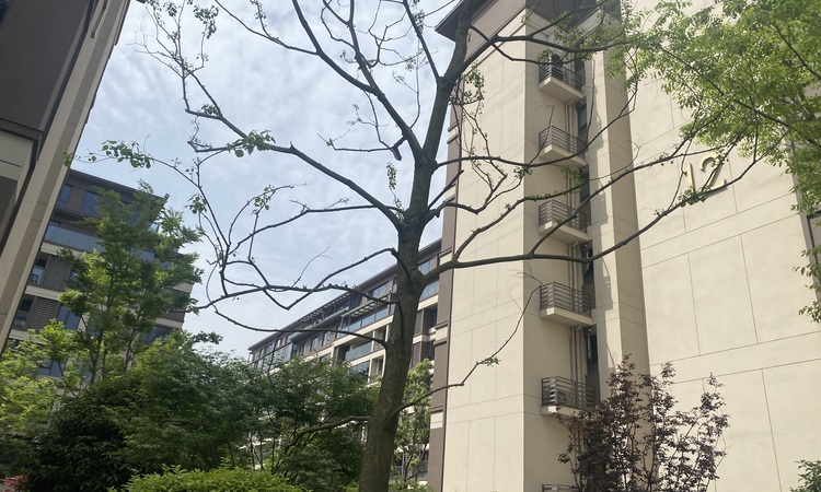 泷悦长安实景图