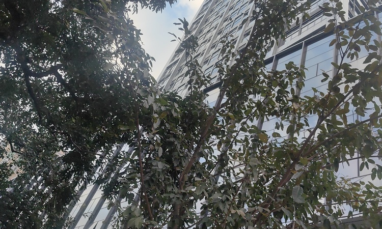 景祥大厦施工进度图