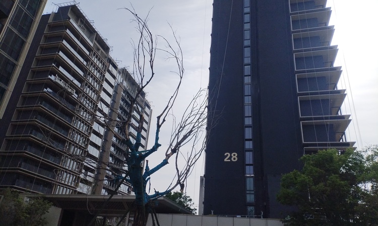 康桥香麓湾施工进度图