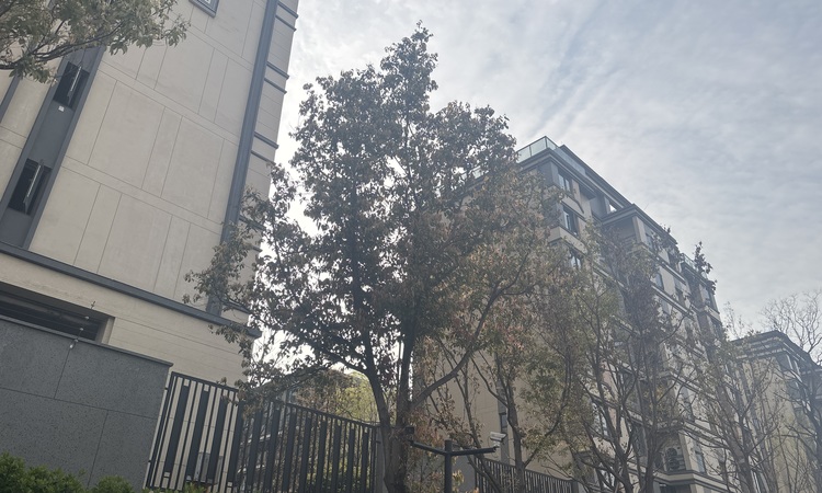 龙湖熙上施工进度图