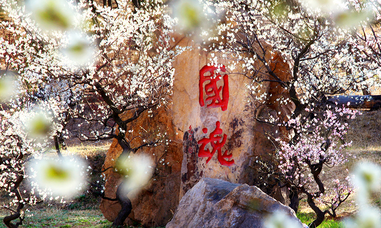 青岛印象滟二期周边配套图