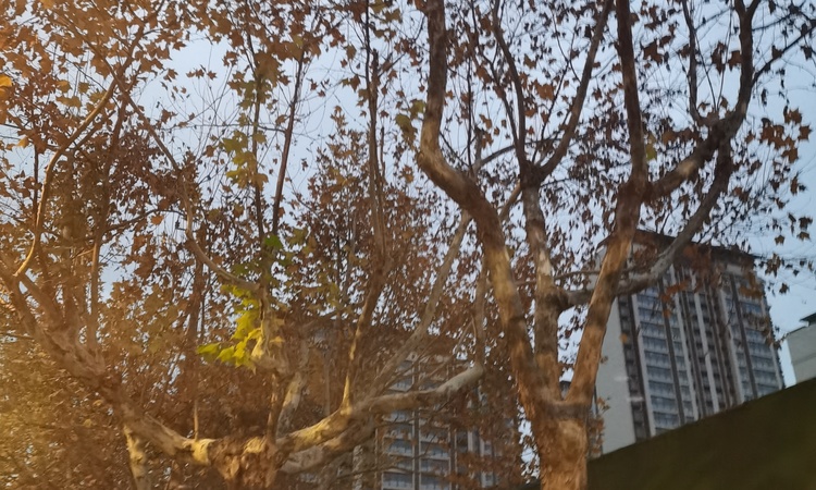 中皋珺园施工进度图