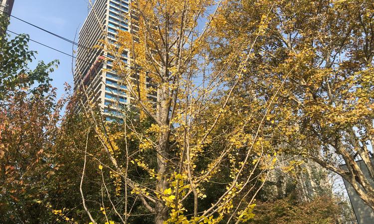 中冶盛世滨江—锦绣天玺交通图