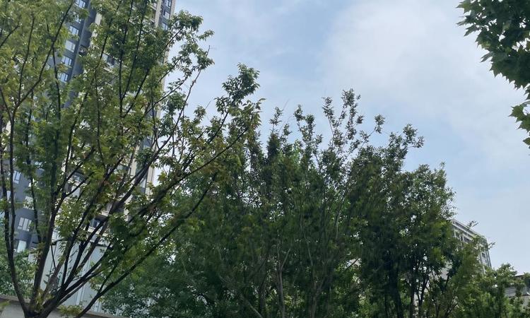 天创黄金时代实景图