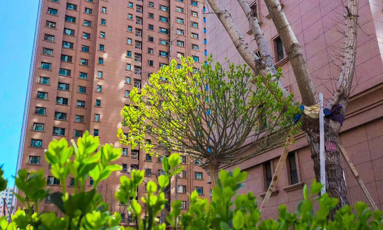 恒丰·理想城实景图