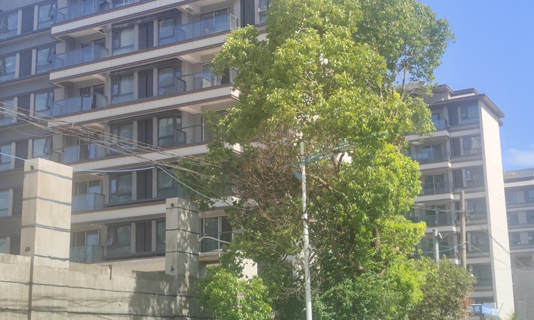 中交松香源著施工进度图