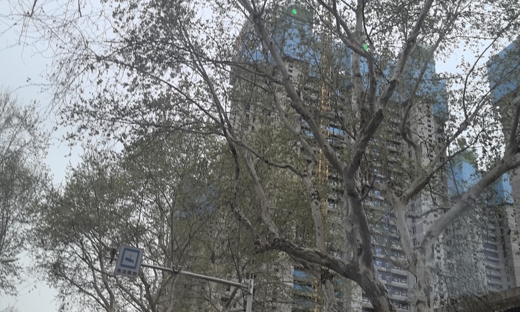 能建青誉府施工进度图