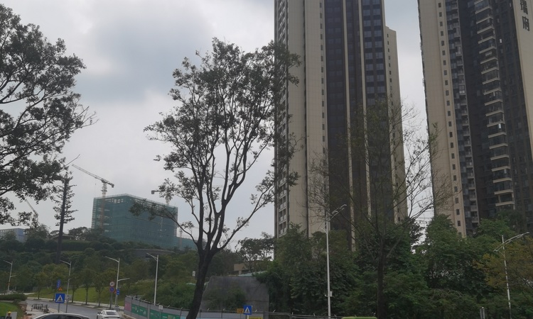 龙光·玖瑞府施工进度图