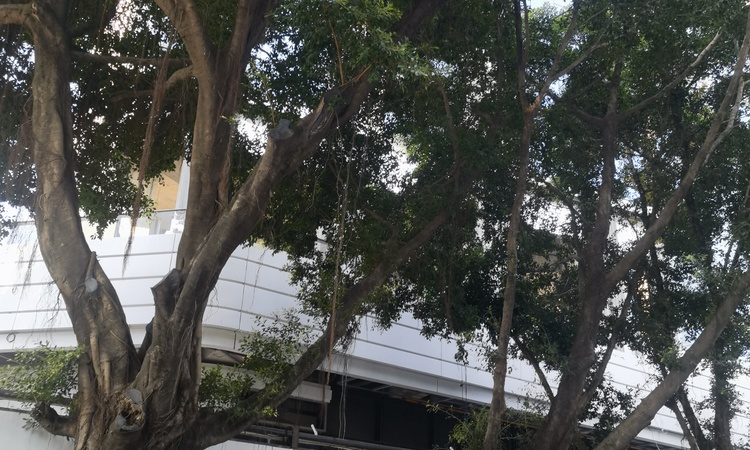 柏悦湾施工进度图