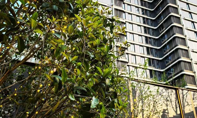 武汉城建·中央雲璟实景图