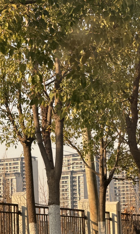 南山悦拾光施工进度图