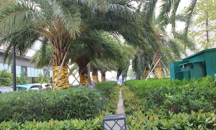 平沙九号花园实景图