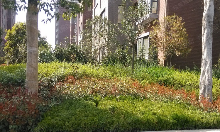 龙吟世家实景图