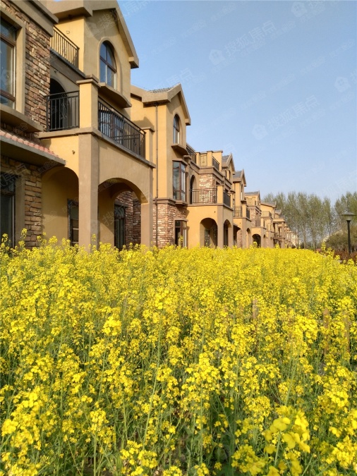 田园牧歌庄园图片_样板间_装修效果图-郑州搜狐焦点网