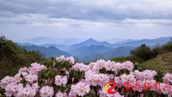 相约大院·云上赏花炎陵杜鹃花节本月15日开幕