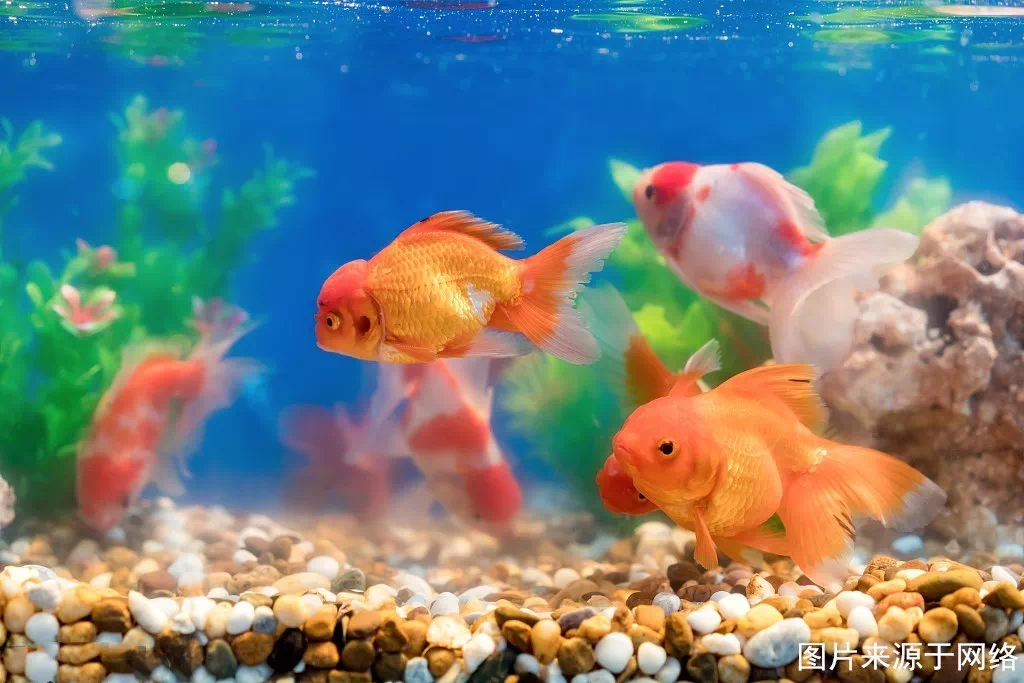 鱼在什么情况下吐泡泡 46e3deb5-dc95-4b5e-bc49-1ed7a1a27a2a.png