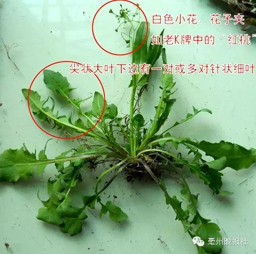 婆婆丁和荠菜的区别图片