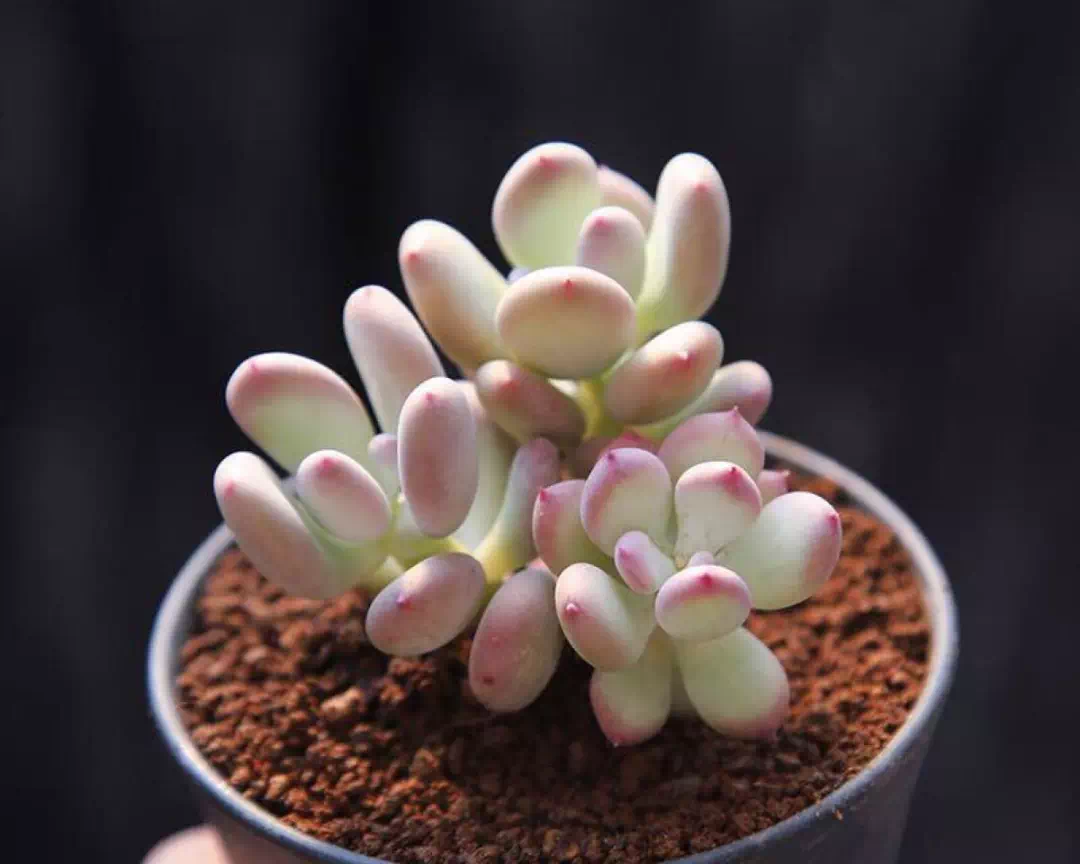 多肉叶插全过程 d82846f2-a16e-4a14-8ab4-02666cc80611.png